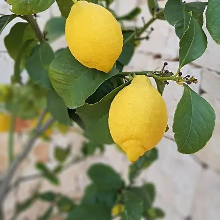 Tatil Evi Casa Ale & Vinci *