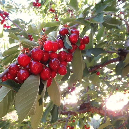 Casa Ale & Vinci Tatil Evi *